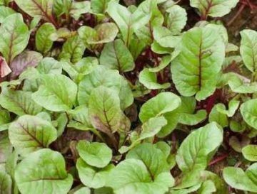 sorrel leaves