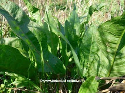 Sorrel leaves