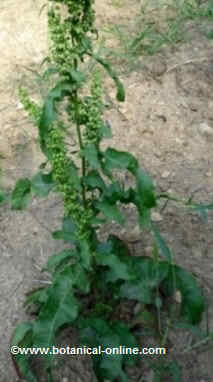 Sorrel plant with fruits