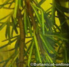 rosemary herbal oil 