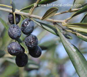 olives in a tree