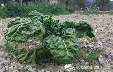 chard