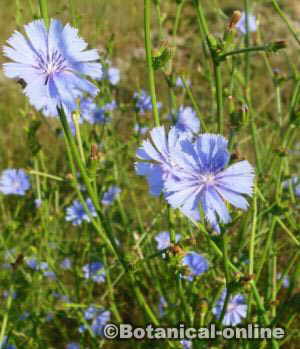 blue flowers Cichorium intybus 
