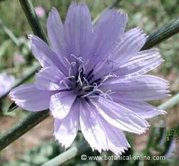 chicory flower 