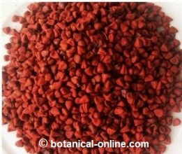 Photo of achiote 