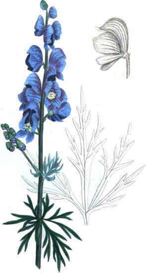Omagul (Aconitum sp.) –utilizări terapeutice și mod de administrare - BeHealthy Aconit articular