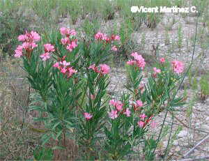 Oleander