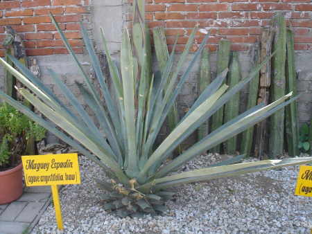 Agave angustifolia