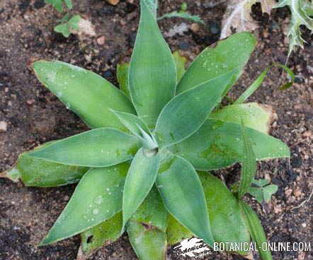 Agave attenuata