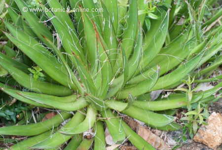 Agave filifera