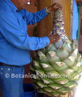 Pine of agave in Oaxaca