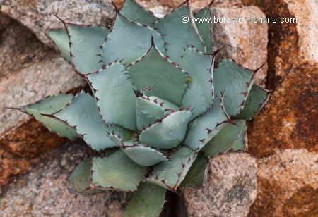 Agave parrasana