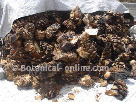 Pines of agave or maguey baked in the traditional process for obtaining mezcal.