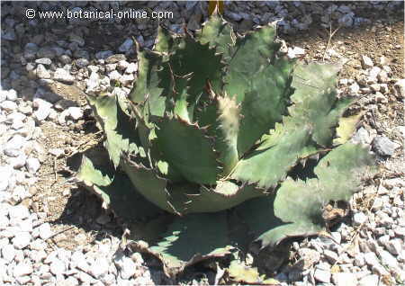 Agave parrasana