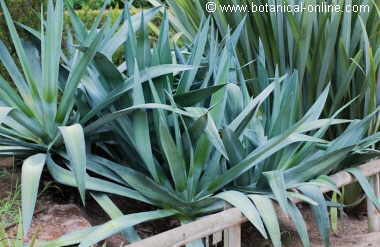 Agave sisalana