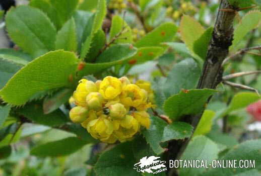 Barberry