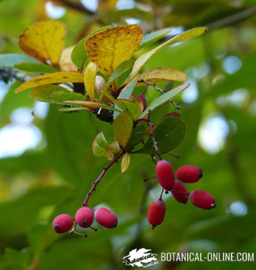 barberry