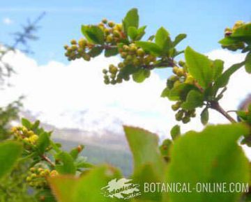 barberry