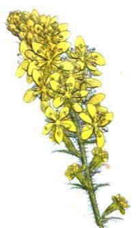 agrimony