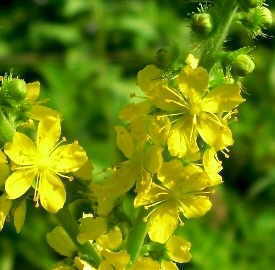 Agrimony flowers 