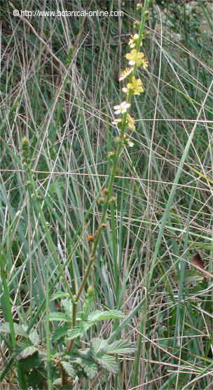 Agrimonia eupatoria