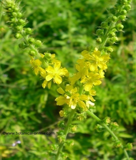 Agrimony contraindications