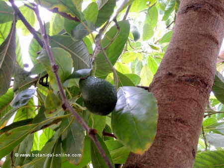 Avocado tree with a fruit