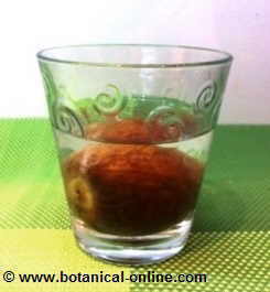 avocado seed submerged in water to germinate.