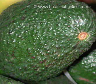 Photo of avocados