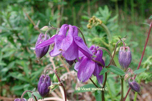 Aquilegia vulgaris