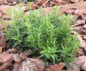 Summer savory (Satureja hortensis)