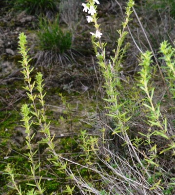 winter savory 