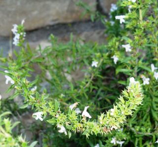 winter savory (Satureja montana)