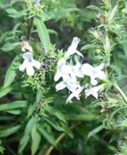 flowers of savory (Satureja montana)