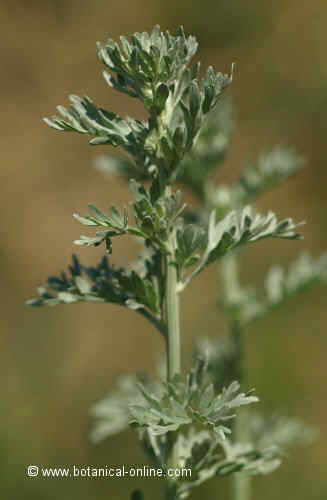 Wormwood plant 