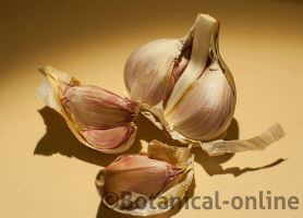 garlic