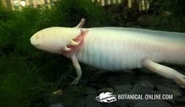 Axolotl Characteristics Botanical Online