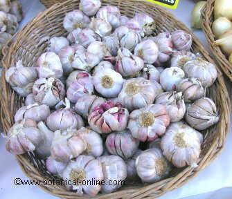 Garlics in the market