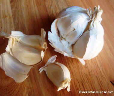 Garlic