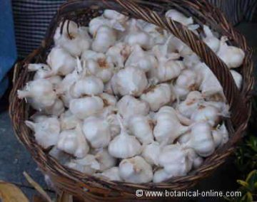 A basket with garlics