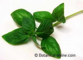 basil leaves