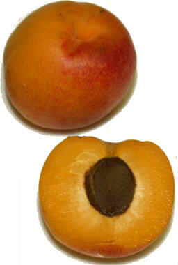 Apricots