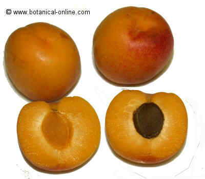 Apricots