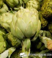 artichokes