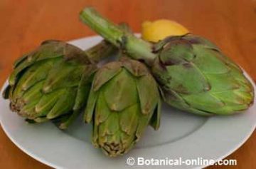 artichokes