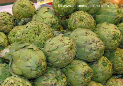 artichokes