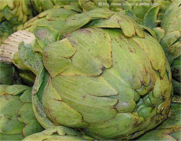 artichoke