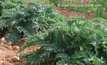 artichokes