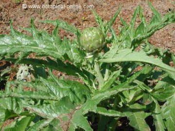 artichoke