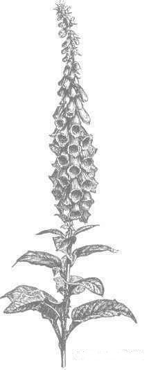 Digitalis Purpurea